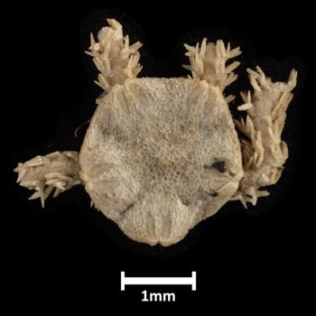 Media type: image;   Invertebrate Zoology OPH-4944 Description: Top down view of single ophiuroid specimen with a scale bar.;  Aspect: dorsal